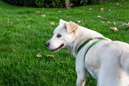 White labrador retriever dog on green grass in the park.