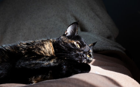 Young female tortoiseshell cat lying on the bed in a sunny bright room.の写真素材