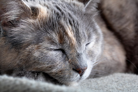 Sleeping cat close-up. Shallow depth of field.の写真素材