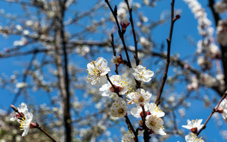 White flowers of apricot on a branch against the blue sky