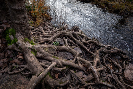 Roots of a tree growing on the bank of a mountain riverの写真素材