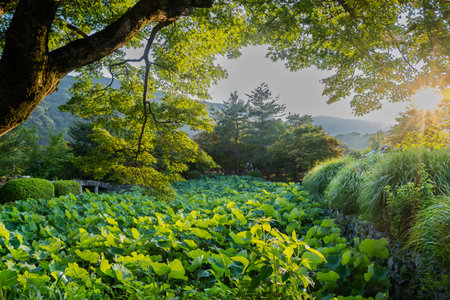 A lush lotus pond in a tranquil Japanese garden in Kyoto, bathed in soft golden sunlight. Surrounded by trees and mountains, this peaceful landscape evokes a serene and meditativeの写真素材
