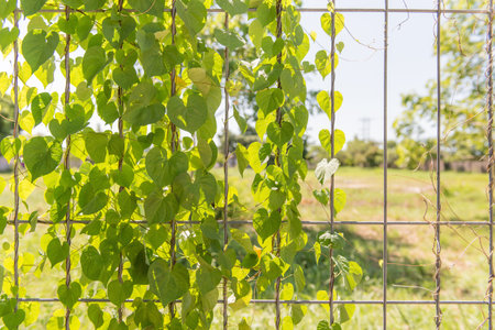 Grow on fence