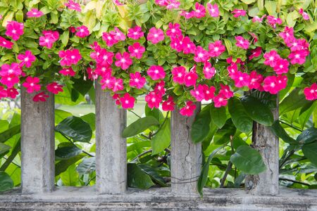 pink flower on bridgeの写真素材