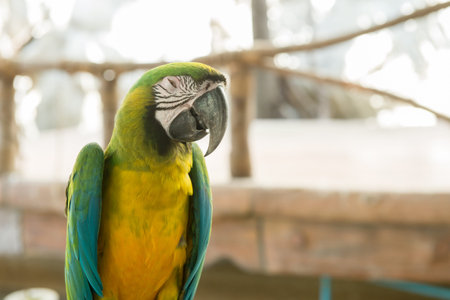 close up on Blue  Gold Macaw in zooの写真素材