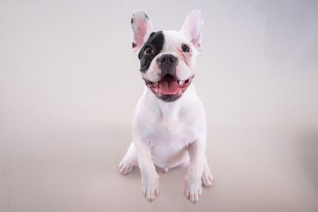 french bukk dog look sit downの写真素材