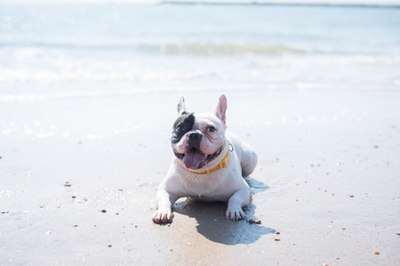 French happy face on the beach.の写真素材