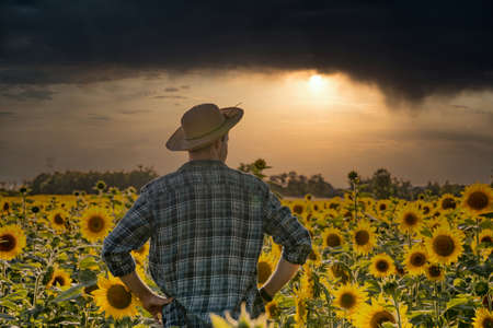 Young farmer man standing in sunflower field and looking on the plants.の写真素材