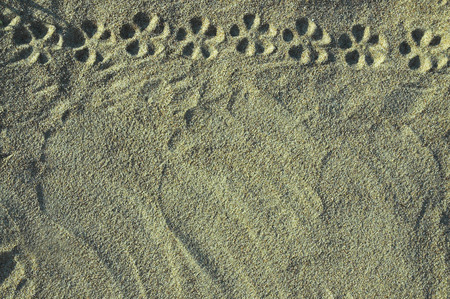 The invoice of sand with a flower ornamentの写真素材