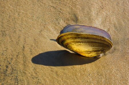 The opened cockleshell on sand close upの写真素材
