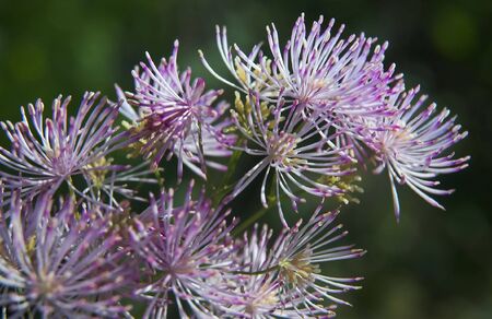 Flowers close upの写真素材