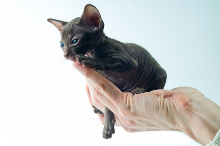Kitten of breed peterbald on a palm