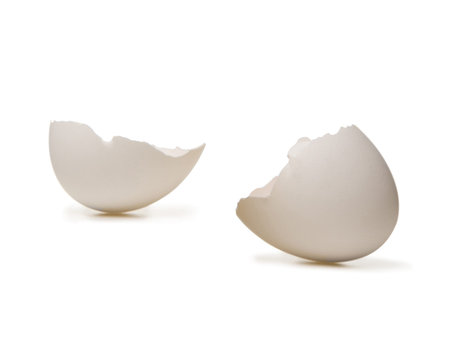 Close-up of a baby chicken with a broken egg