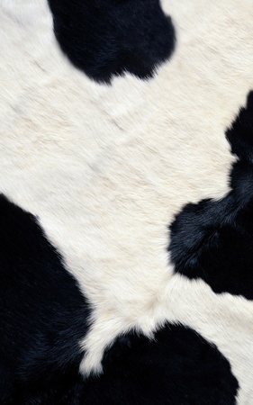 Cow skin textureの写真素材