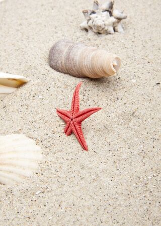 seashells on white sandの写真素材