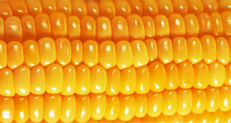 Sweet corn background or texture