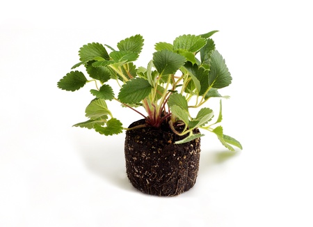 Strawberry leaf isolated on white backgroundの写真素材