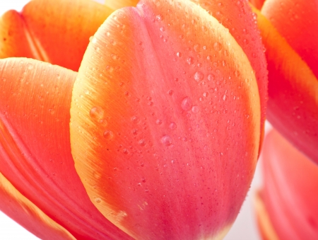 tulipsの写真素材