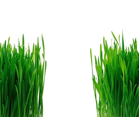 grassの写真素材
