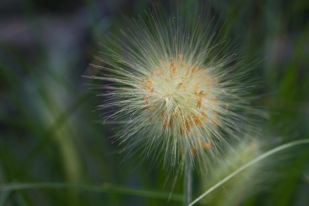 Field of dandelions
