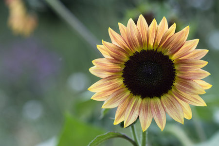 Macro view of yellow flowerの写真素材