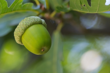 oak leaves and acornsの写真素材
