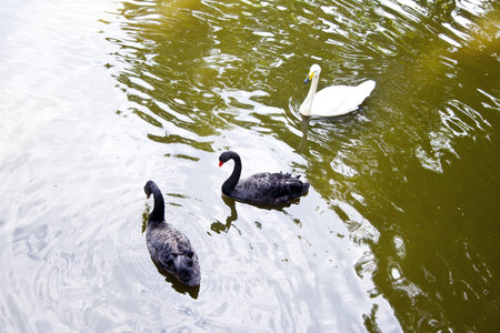 Swansの写真素材