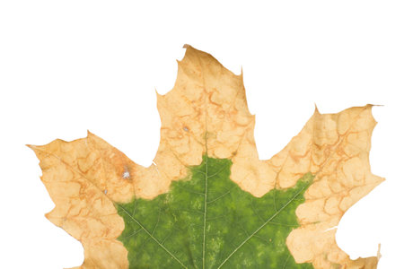 Lonely yellow leaf of a plane tree, isolated on a white background.