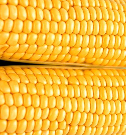 Background corn or textureの写真素材