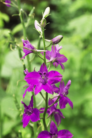 Flowerbed with sage flowers - toned image in the closeupの写真素材