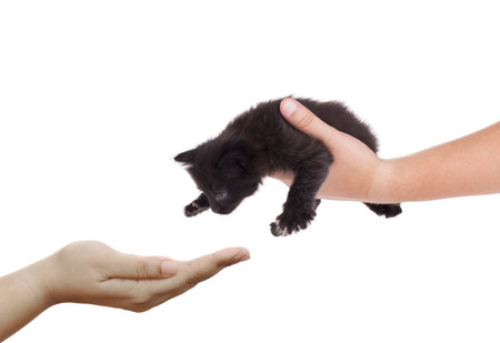 hand holding a black kittenの写真素材