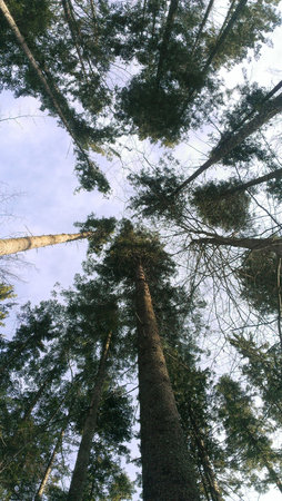 Trees in a forest