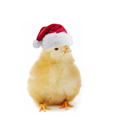 Christmas chicken isolated on whiteの写真素材