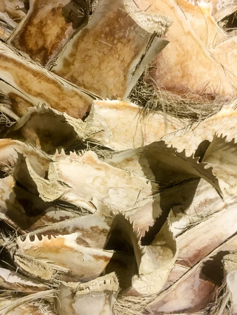 Bark of a date palmの写真素材