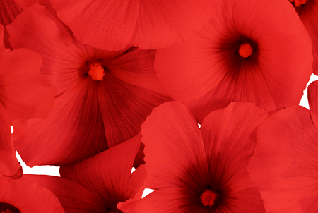 red flowers backgroundの写真素材