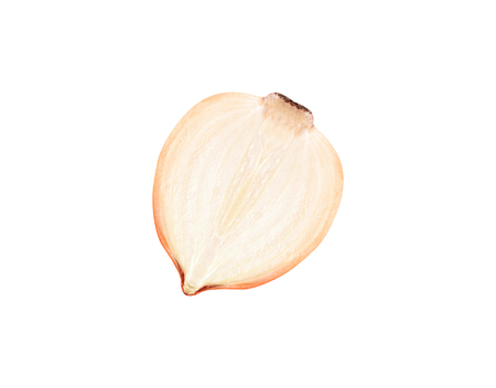 Onion cut in half isolated on a white backgroundの写真素材