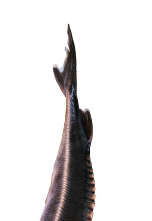 tail of a fish on a white backgroundの写真素材