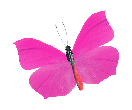 beautiful butterfly isolated on whiteの写真素材