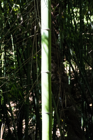 Green bambooの写真素材