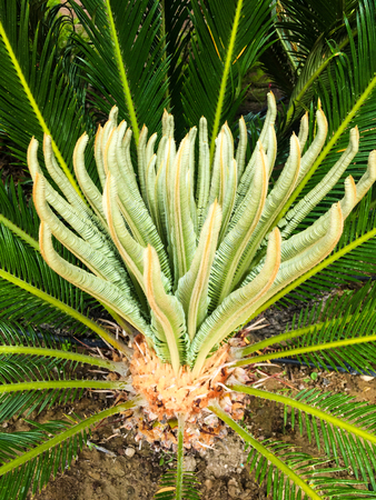 Palm tree top close-upの写真素材