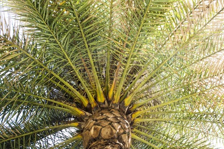 Palm Tree backgroundの写真素材