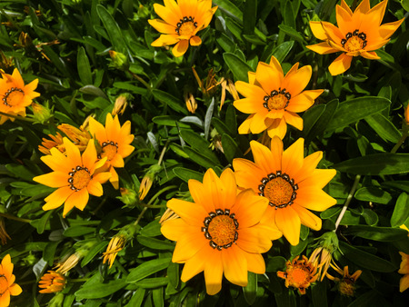 orange flowersの写真素材