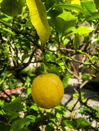 Yellow Fresh Lemonの写真素材