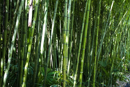 Bamboo Forest backgroundの写真素材