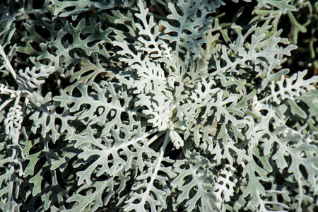 green bush backgroundの写真素材