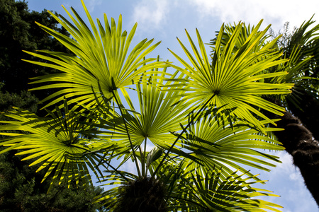 Palm Treeの写真素材