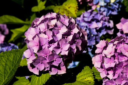 pink lilac background