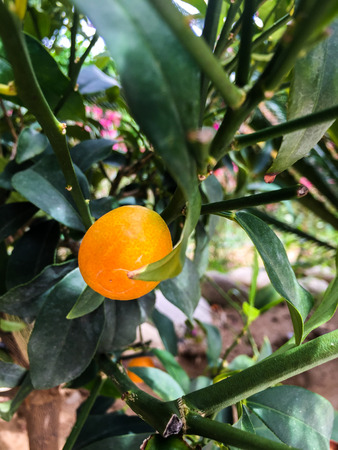 Kumquat fruitの写真素材