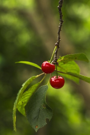 Sweet cherry berries on a tree branchの写真素材