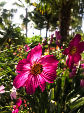 beautiful purple flowerの写真素材